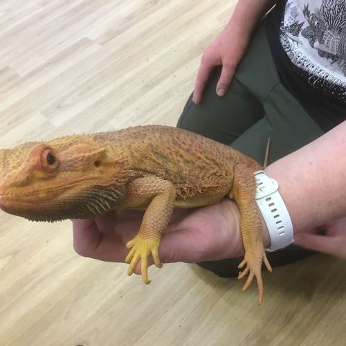 Roaming reptiles visit